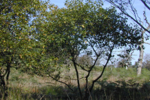 Alder-buckthorn-Plant