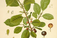 Alder-buckthorn-plant-Illustration
