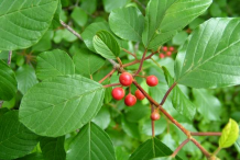 Closer-view-of-Leaf-&-fruit-of-Alder-buckthorn