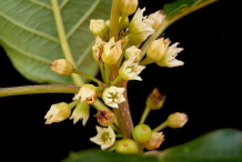Flowers-of-Alder-buckthorn