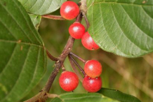 Immature-fruit-of-Alder-buckthorn
