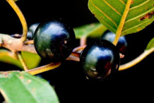 Mature-Alder-buckthorn-fruit