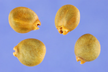 Seeds-of-Alder-buckthorn