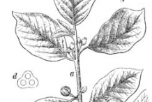 Skech-of-Alder-buckthorn-plant