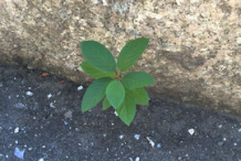 Small-Alder-buckthorn--plant