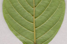 Underside-view-of-leaf