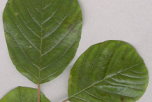 Upper-surface-of-Leaf