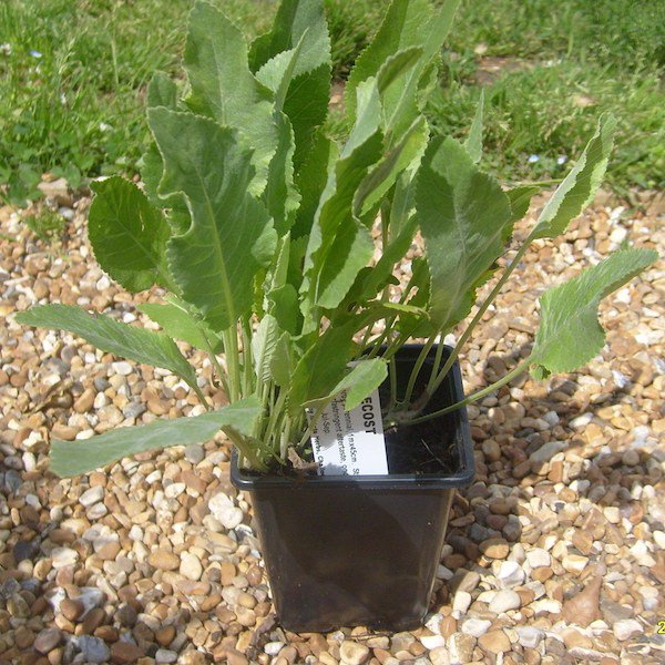 Small-Alecost-plant