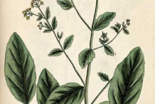 Plant-illustration-of-Alecost