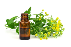 Alecost-essential-oil