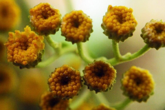 Alecost-flower-buds