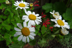 Alecost-flowers