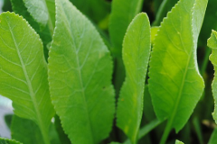Leaves-of-Alecost