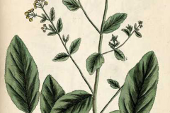 Plant-illustration-of-Alecost