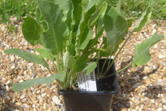 Small-Alecost-plant