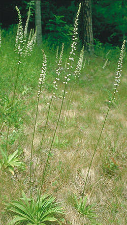 Aletris-flower-on-the-plant
