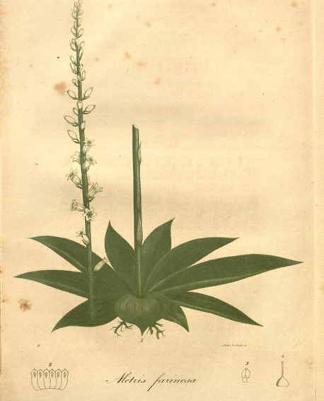 Aletris-plant-Illustration