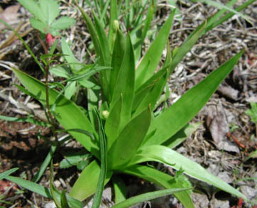 Small-Aletris-plant