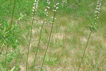Aletris-flower-on-the-plant