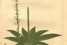 Aletris-plant-Illustration