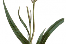 Drawing-of-Aletris-plant