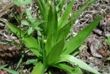 Small-Aletris-plant