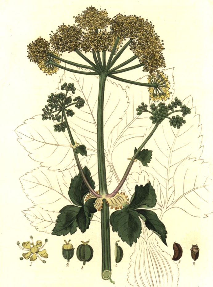 Plant-Illustration-of-Alexanders