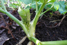 Leaf-shoot-of-Alexanders