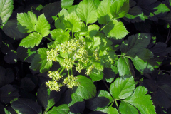 Alexanders-Plant