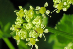 Closer-view-of-Flower-of--Alexanders