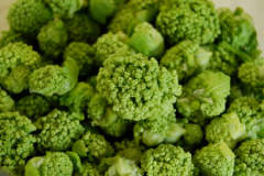 Flower-buds-of-Alexanders