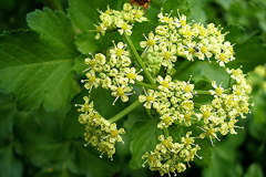 Flower-of-Alexanders