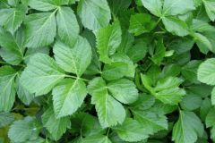 Leaves-of-Alexanders