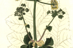 Plant-Illustration-of-Alexanders