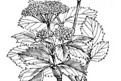 Sketch-of-Alexanders