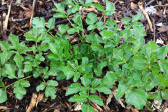 Small-Alexanders-plant