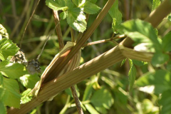 Stalk-of-Alexanders