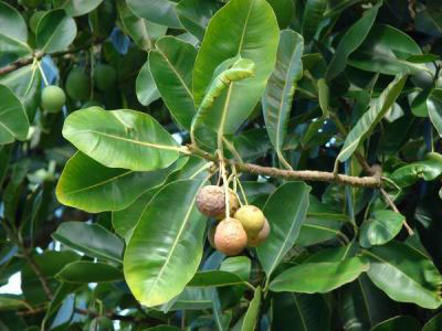 Mature-Alexandrian-Laurel-fruits-on-the-tree