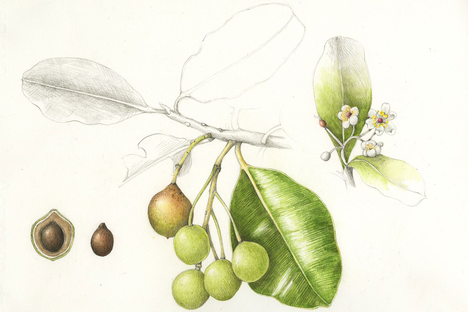Plant-Illustration-of-Alexandrian-Laurel