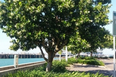 Alexandrian-Laurel-tree