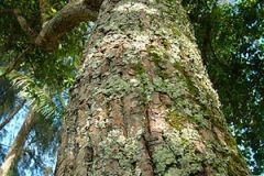 Bark-of-Alexandrian-Laurel