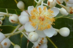 Closer-view-of-flower-of-Alexandrian-Laurel