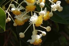 Flower-of-Alexandrian-Laurel