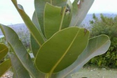 Leaves-of-Alexandrian-Laurel