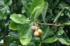 Mature-Alexandrian-Laurel-fruits-on-the-tree