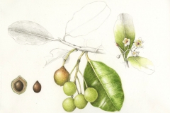 Plant-Illustration-of-Alexandrian-Laurel