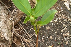 Seedling-of-Alexandrian-Laurel