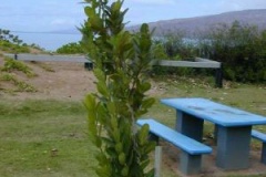 Small-Alexandrian-Laurel-Plant