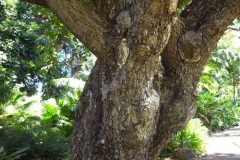 Trunk-of-Alexandrian-Laurel