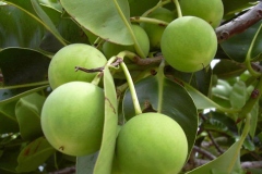 Unripe-fruit-of-Alexandrian-Laurel